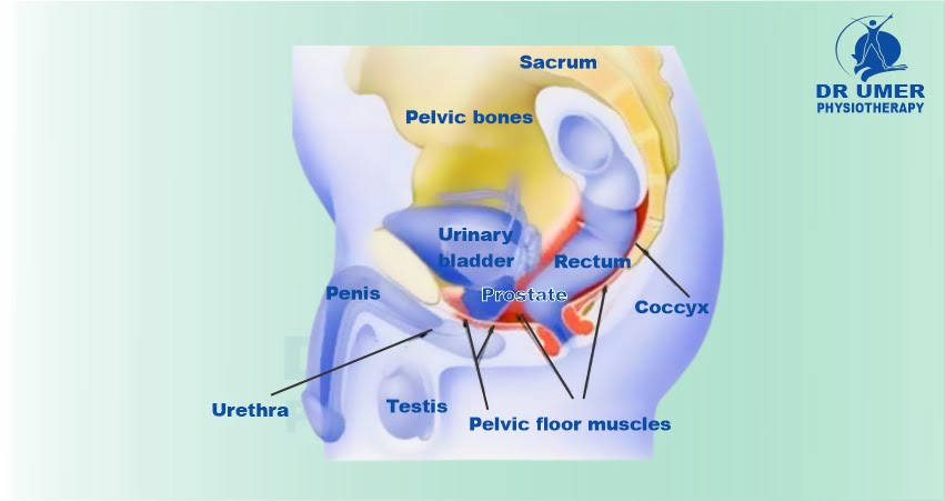 Kegel Exercises - Benefits - Position - Dr. Umer Physiotherapy